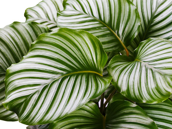 Plantas de interior de moda: ¿con cuál de estas bellezas te quedas?